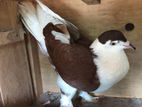 Pigeon