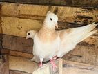 Pigeon