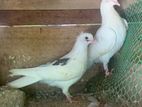 Pigeon