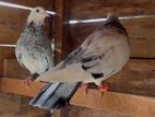 Pigeons