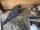 Pigeon