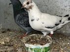 Pigeon