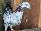 Pigeons