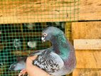 Pigeon