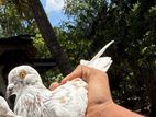 Pigeon