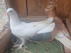 Pigeons