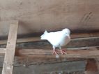 pigeon