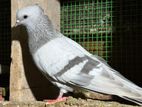 Pigeon