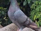 pigeon