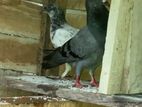 Pigeon