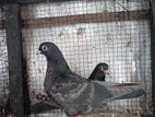 Pigeon