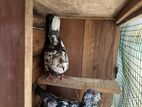 Pigeon