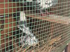 Pigeon