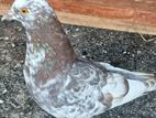 pigeon