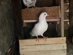 Pigeons