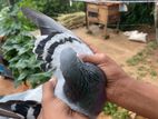Pigeons