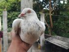pigeon