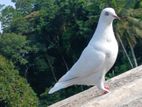 Pigeon
