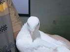 Pigeons