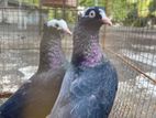 Pigeon