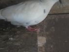 Pigeon