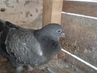 Pigeons