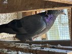 Pigeons