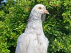 Pigeon