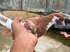 Pigeon