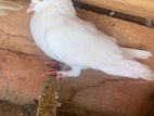 Pigeon