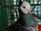 Pigeon