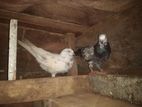 Pigeon