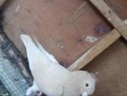 Pigeon