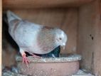 Pigeon