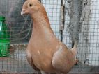 Pigeon
