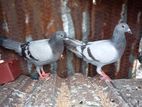 Pigeon