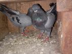 Pigeon