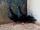 Pigeons