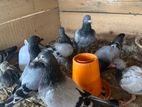 Pigeon