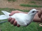 Pigeon