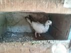 Pigeon