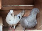 Pigeon