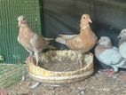 Pigeon