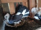 Pigeon