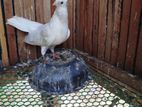 Pigeon