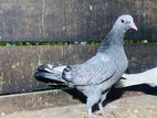 Pigeon