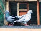 Pigeons