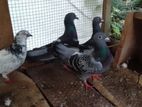 Pigeons