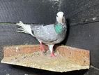 Pigeon