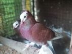 Pigeon